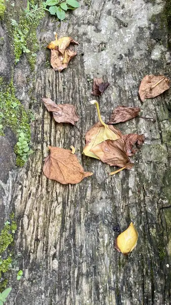 Dökülmüş tuğlada düşen sonbahar yaprakları.