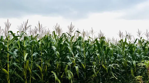 Öğleden sonra verimli mısır tarlalarının egzotik atmosferi.