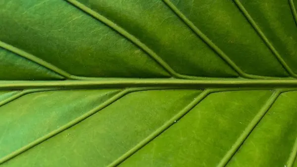 Yeşilli yeşil tropikal yaprak dokusu arka planda. Parlak yeşil yaprak detayları.