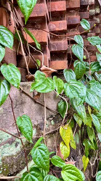 Betel yaprakları yıpranmış tuğla ve beton duvara tırmanıyor.