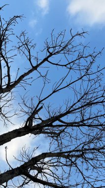 Mavi gökyüzü karşı çıplak dalları