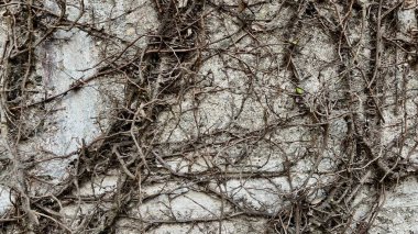 Birbirine dolanmış Kökler: Yıpranmış Asmalar Dokulu Taş Duvarda