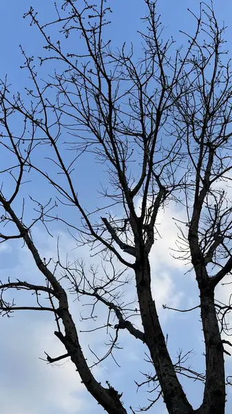 Mavi gökyüzü karşı çıplak dalları