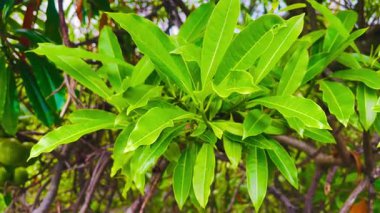 Canlı yeşil yapraklar taze ve serinletici. Yeşil yapraklar güzel bir bahçede.