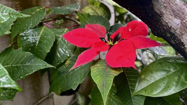 Yeşillik yaprakların arasında canlı kırmızı bir noktalı yıldız.