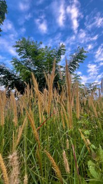 Altın tilki kuyrukları sallanıyor mavi gökyüzünün altında.