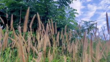 Altın Tilki Kuyruğu Çimeni Mavi Gökyüzü Arkaplanıyla Rüzgarda Yavaşça Sallanıyor