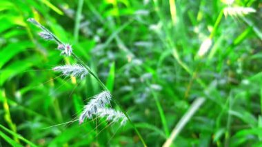 Doğal olarak büyüyen küçük beyaz çiçekli taze yeşil çimenlerin görüntüsü, doğal arka plan için ideal, rahatlatıcı görseller, estetik açık hava sahneleri ve çevresel içerik