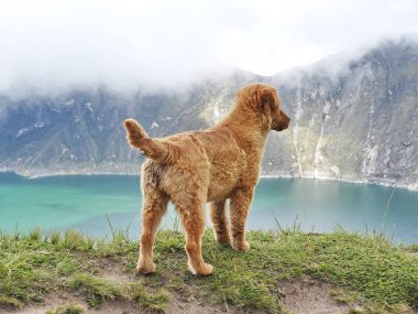 Golden retriever aşağıdaki sisli bir dağ gölüne bakan çimenli bir uçurumun kenarında duruyor. Macera, özgürlük ve doğayla insan-hayvan bağı..