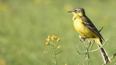 Sarı bir wagtail (Motacilla flava), parlak tüylerini gösteren, yumuşak bulanık yeşil bir arka plana keskin bir odak ile yakalanmış, bir yaban çiçeği kökü üzerinde tünemiş