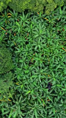 Etrafı yemyeşil ağaçlarla çevrili yoğun bir muz çiftliğinin insansız hava aracı görüntüsü. Statik kamera.