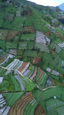 Bu görüntüler, tepenin üstündeki tarlaların yüksek açılı görüntülerini gösteriyor. Manzara canlı yeşil alanlar, dolambaçlı yollar ve dağınık yapılara sahiptir. Kamera sabit duruyor..