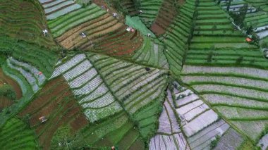Bu hava görüntülerinde Endonezya 'daki canlı yeşil sebze tarlaları görülüyor. Kamera arazide yavaşça dolaşarak tarımın karmaşık modellerini ortaya çıkarıyor..