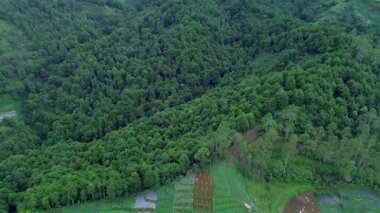 Bu hava görüntülerinde, bir yamaçta teraslarla çevrili yoğun, canlı yeşil bir orman görülüyor. Kamera peyzaj boyunca yavaşça döner..
