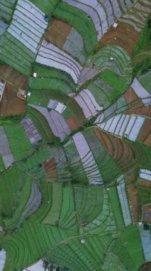 Bu görüntüler teraslı tarlaların havadan görünüşünü gösteriyor. Kamera, geometrik desenleri ve alanların dokularını yakalayarak tam üstte konumlandırılmıştır. Toprak yeşil ve kahverengi..