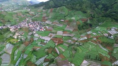 Merkez Java, Endonezya 'daki canlı yeşil teraslı pirinç tarlalarının arasına yerleştirilmiş bir köyün insansız hava aracı görüntüsü. Kamera peyzaj boyunca yavaşça döner..