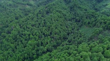 Bu görüntülerde yuvarlanan tepeleri kaplayan yoğun yeşil bir orman teraslı tarım arazilerine dönüşüyor. Kamera yavaşça manzara boyunca döner, dokuları ve desenleri ortaya çıkarır..