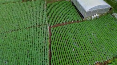 Bu görüntülerde canlı yeşil sebze tarlalarının sırayla dizilmiş havadan görüntüsü var. Yakınlarda bir sera var. Kırsal alanda işçilerin ekinlerle ilgilendiği bir yer..