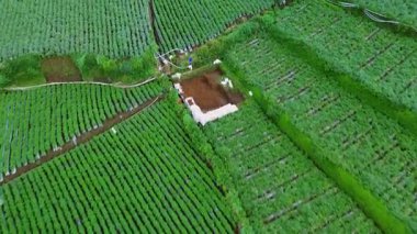 Bu görüntüler canlı yeşil sebze tarlalarının kırsal bir ortamda seranın yanında düzenli bir şekilde sıralanmış havadan görüntülerini gösteriyor. Kamera peyzaj boyunca yavaşça döner..