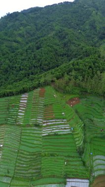 Hava görüntülerinde bir dağ yamacına kurulmuş canlı yeşil teraslı tarlalar görülüyor. Kamera, kırsal alandaki karmaşık desenleri ve dokuları gözler önüne seriyor..