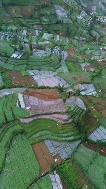 Bu hava görüntülerinde Endonezya 'da canlı yeşil teraslar var. Kamera yavaşça döner, bulutlu bir gökyüzünün altında görkemli bir dağ arkaplanı ortaya çıkarır..