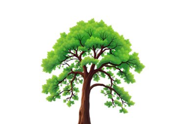 Beyaz Arkaplanda Yaprakları ve Dalları Olan Yeşil Ağaç Resimleri