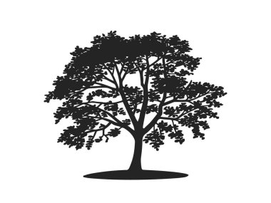 Yapraklar ve dallarla izole edilmiş Siluet Ağacı ResimleriName