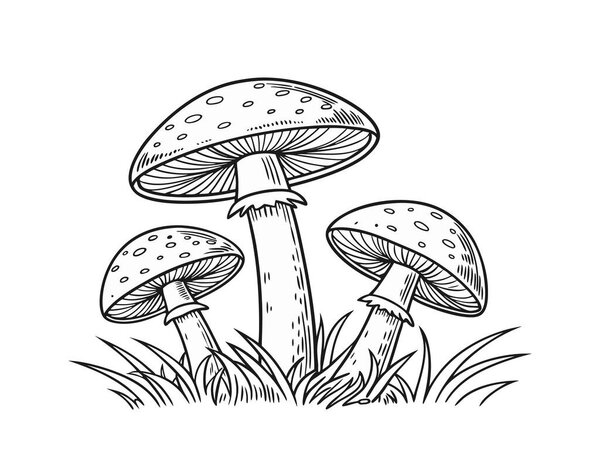 Hand-drawn outline mushroom illustration vector, fly agaric toadstool clipart, botanical forest fungi drawing, poisonous mushroom artwork for nature design