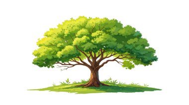 Yeşil Meşe Ağacı Vektörü Çizimi. Ayrıntılı Yapraklar, Çevre dostu Tasarım, Yaz Bahçesi Sanat Çalışmaları ve Posterler, Logolar ve Eğitim için Botanik Clipart ile Yeşillik Doğa Manzarası