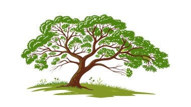 Yeşil Meşe Ağacı Vektörü Çizimi. Ayrıntılı Yapraklar, Çevre dostu Tasarım, Yaz Bahçesi Sanat Çalışmaları ve Posterler, Logolar ve Eğitim için Botanik Clipart ile Yeşillik Doğa Manzarası