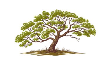 Yeşil Meşe Ağacı Vektörü Çizimi. Ayrıntılı Yapraklar, Çevre dostu Tasarım, Yaz Bahçesi Sanat Çalışmaları ve Posterler, Logolar ve Eğitim için Botanik Clipart ile Yeşillik Doğa Manzarası