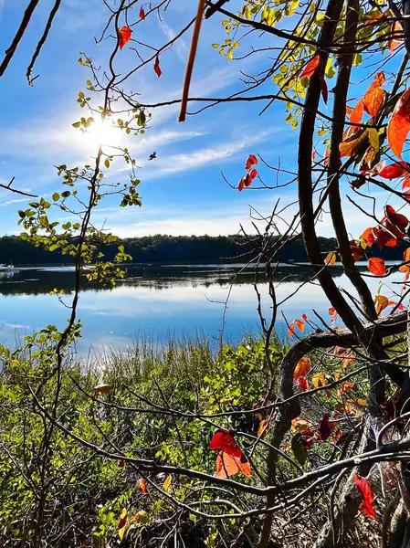 Renkli Yapraklar, Parlak Güneş Işığı ve Durgun Suya Yansıyan Açık Mavi Gökyüzü ile Serene Lakeside Manzarası