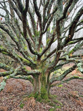 Görkemli Meşe Ağacı Bulutlu Gökyüzünün Altında Doğada Tek Başına Duruyor. Doğal Manzara Fotoğrafı, Serene Green Forest Sahnesi Çevre ve Doğa Kavramları İçin Mükemmel