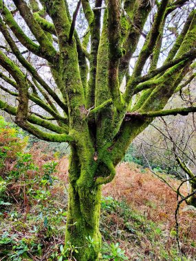 Görkemli Meşe Ağacı Bulutlu Gökyüzünün Altında Doğada Tek Başına Duruyor. Doğal Manzara Fotoğrafı, Serene Green Forest Sahnesi Çevre ve Doğa Kavramları İçin Mükemmel