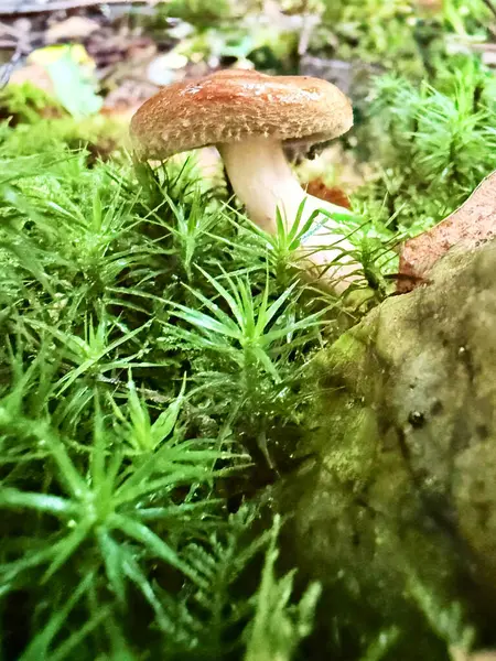 Yeşil yosun ormanlarında yetişen yaban mantarları doğal bitki örtüsü ve mantarlarla birlikte makro doğa arka planında büyür.