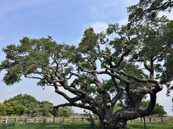 Görkemli Meşe Ağacı Bulutlu Gökyüzünün Altında Doğada Tek Başına Duruyor. Doğal Manzara Fotoğrafı, Serene Green Forest Sahnesi Çevre ve Doğa Kavramları İçin Mükemmel