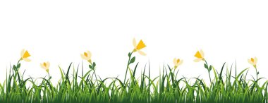 Bahar çiçekli yeşil çimenler, nergisler. Vektör illüstrasyonu.