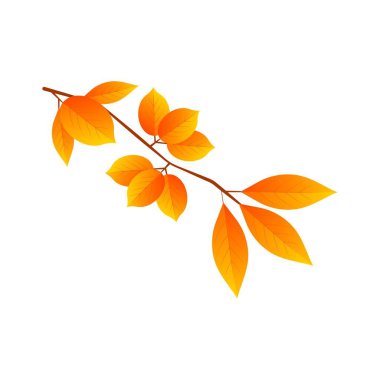 Sarı yapraklı dallar beyaz arka planda sonbaharda. Vektör