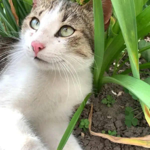 Bahçede yaprakların arasında dinlenen kedi yeşil yaprakların arasında dinlenen evcil bir kedi, bir bahar gününün sıcağının tadını çıkarıyor..