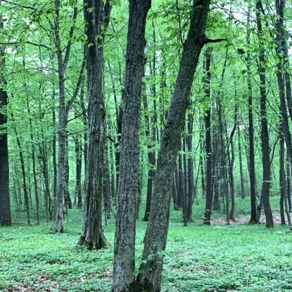  Taze Yeşil Yapraklı Bahar Ormanı Genç yeşil yapraklarla dolu bir bahar ormanı. Huzurlu doğa ve ağaçlar arasında temiz hava..