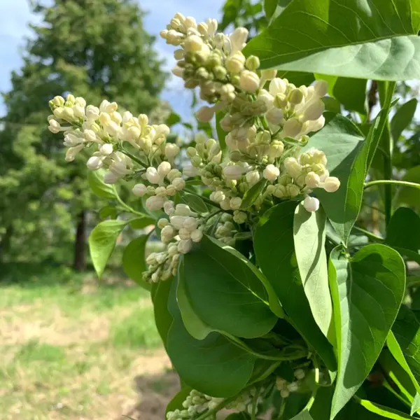 Yeşil Bahçe Arkaplanına Karşı Beyaz Leylak Tomurcukları Taze yeşil yapraklarla çevrili narin beyaz leylak tomurcukları. Huzurlu bir bahar uyumu..
