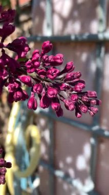 Baharda çiçek açan leylak çalısı. Yakın çekim görünümü.