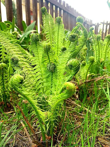 Genç Fern Sprout yenilenmenin ve doğal enerjinin sembolü..