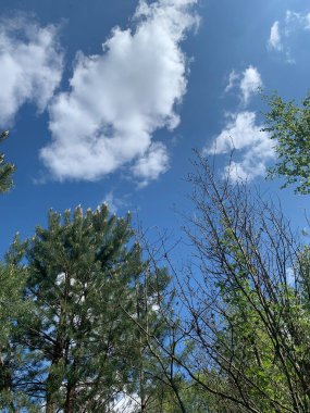 Pofuduk beyaz bulutlar, çam ağaçları ve yaprak döken ağaçlarla kaplı Orman 'ın üzerinde bulutlarla kaplı bahar gökyüzü. Huzurlu doğal sahne.