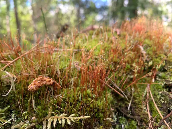  Ağaç gövdesinde sporofitler olan orman yosunları, orman ağacı gövdesinde yetişen kırmızı sporofit saplı yosun zerreleri. Bereketli yeşil zemin tipik ılıman ormanlık.. 