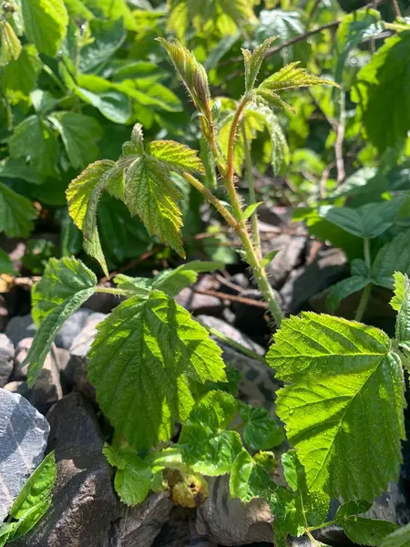 Genç ahududu tomurcukları, ilkbahar güneşinde taşların arasında genç bir ahududu bitkisinin yakından, sabah güneşiyle aydınlanan taze yeşil yapraklarla büyümesini sağlar. Ormanda ya da bahçe ortamında doğal bahar gelişimi.