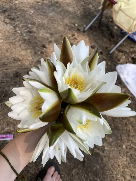 El ele tutuşan beyaz nilüferler bir buket çiçekli beyaz nilüferleri tutan bir el, taze koparılmış sarı kamışlı, göl kenarında. Doğal yaz bitkisi ayrıntılarıyla ele geçirildi..