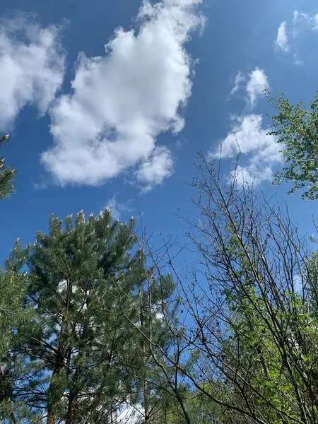 Pofuduk beyaz bulutlar, çam ağaçları ve yaprak döken ağaçlarla kaplı Orman 'ın üzerinde bulutlarla kaplı bahar gökyüzü. Huzurlu doğal sahne.