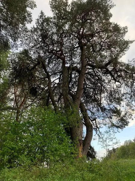 Bahar Ormanı 'ndaki yaşlı çam ağacı. Yemyeşil çalılarla çevrili bükülmüş bir gövdesi var. İlkbaharda doğal bir orman ortamında yakalandılar..