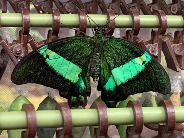 Kelebek ve Kristalleşir. Canlı yeşil bir kelebek, bir rafta asılı duran birçok kristalin arasında hayat dolu bir an belirir..